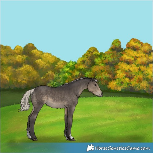 Horse Color:Silver Smoky Black Sabino Rabicano 