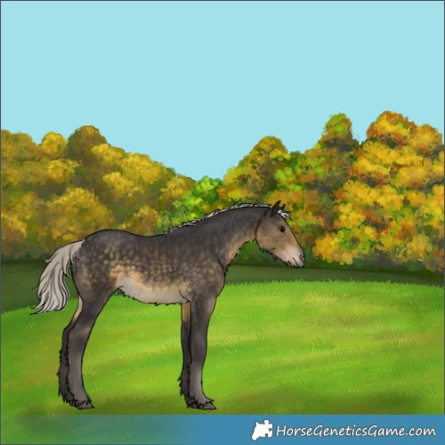 Horse Color:Silver Smoky Black 