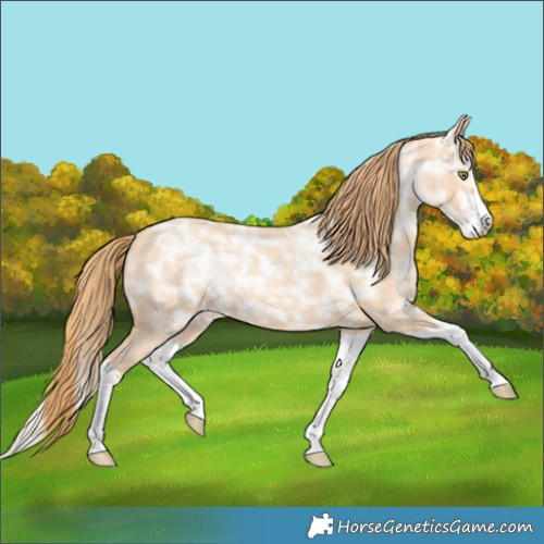 Horse Color:Gold Champagne Ice Roan Splash Rabicano 