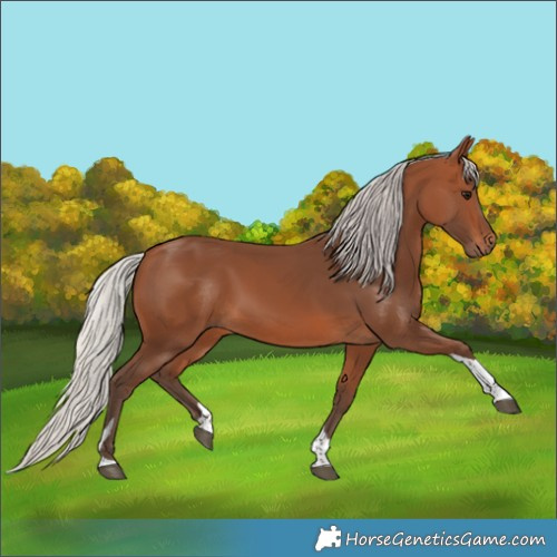 Horse Color:Silver Brown Tobiano 