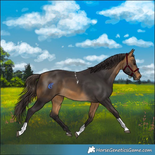 Horse Color:Buckskin Tobiano 