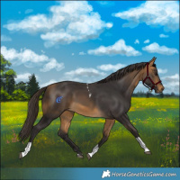 Horse Color:Buckskin Tobiano 