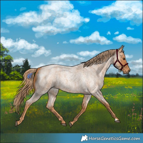 Horse Color:Red Roan 