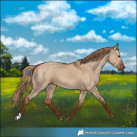 Horse Color:Red Dun 