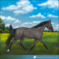 Horse Color:Grullo 