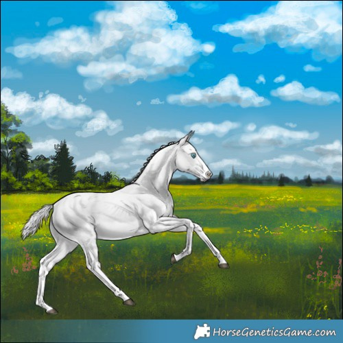 Horse Color:Buckskin Dun Harlequin Merle Splash