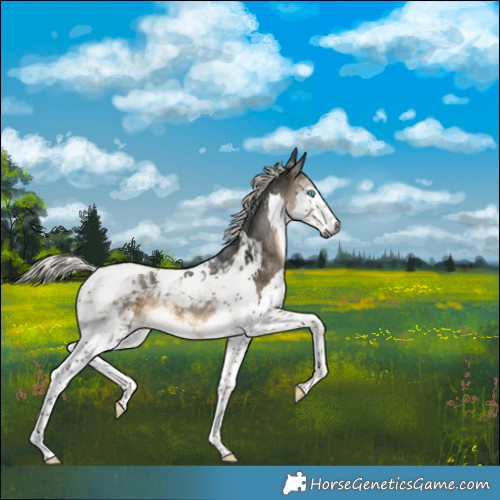 Horse Color:Gray Silver Buckskin Splash Tobiano Appaloosa 