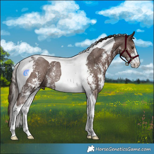 Horse Color:Liver Chestnut Sabino Tobiano Rabicano 