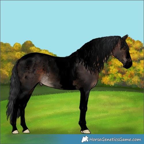 Horse Color:Powder White Void Brown Tobiano Rabicano 