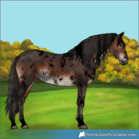 Horse Color:Void White Spotted Brown Rabicano 