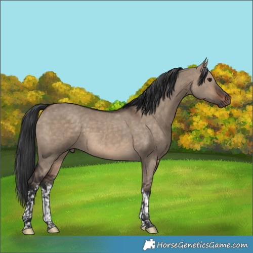 Horse Color:White Spotted Brown Dun Tobiano 