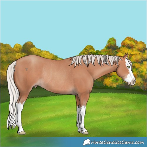 Horse Color:Silver Sable Champagne Splash Rabicano 