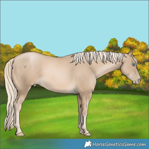 Horse Color:Chocolate Palomino Pearl 
