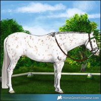 Horse Color:Gold Champagne Leopard  and Amber Champagne Leopard 