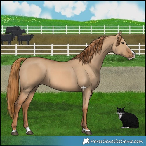 Horse Color:Red Dun Splash