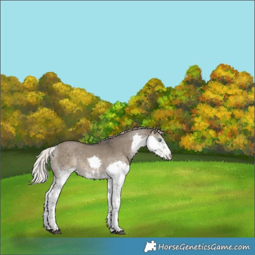 Horse Color:Silver Smoky Grullo Sabino Splash 