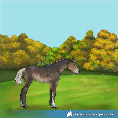 Horse Color:Silver Smoky Black Sabino Rabicano 