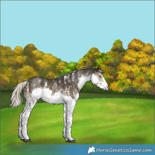 Horse Color:Silver Smoky Black Sabino Splash 