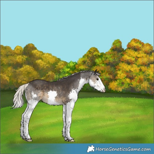 Horse Color:Silver Smoky Black Splash Rabicano 