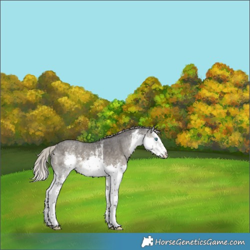 Horse Color:White Spotted Silver Smoky Black Sabino Splash 