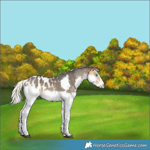 Horse Color:Silver Buckskin Sabino Splash Blanket 