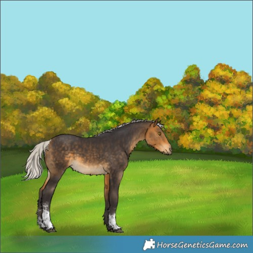 Horse Color:Silver Buckskin Sabino Rabicano 