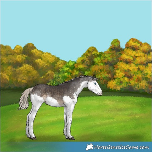 Horse Color:Silver Smoky Black Splash Rabicano 