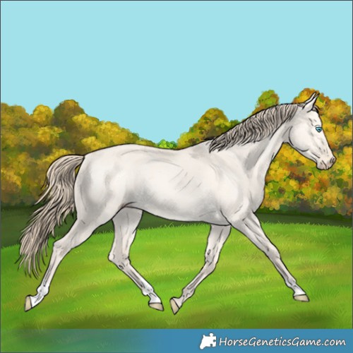 Horse Color:Perlino Dun Rabicano 