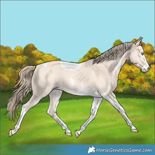 Horse Color:Perlino Sabino Tobiano Rabicano 