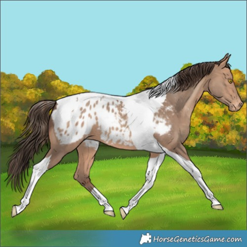Horse Color:Amber Champagne Tobiano Appaloosa 