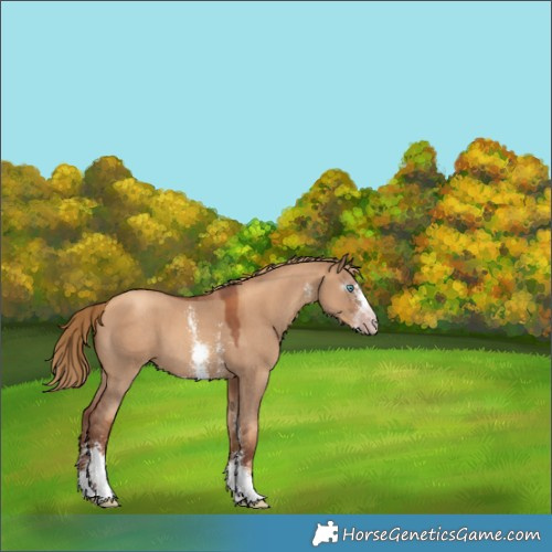 Horse Color:Gray Gold Champagne Dun Sabino 