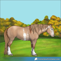 Horse Color:Gray Gold Champagne Dun Sabino