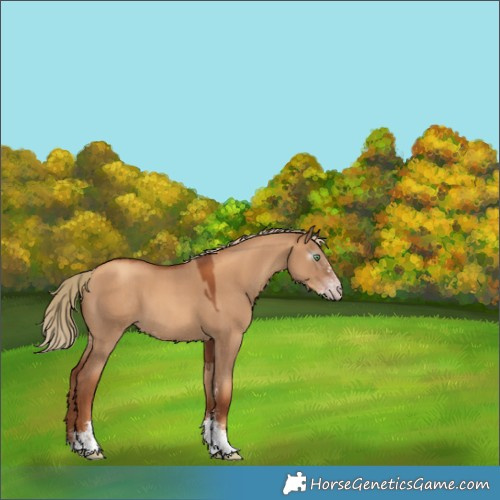 Horse Color:Gray Gold Champagne Dun Sabino 