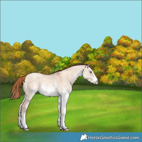 Horse Color:White Spotted Gold Champagne Dun Sabino 