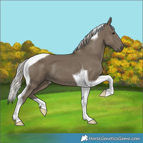 Horse Color:Silver Smoky Black Tobiano 