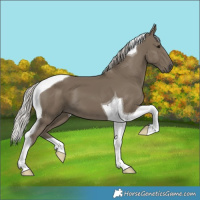 Horse Color:Silver Smoky Black Tobiano 