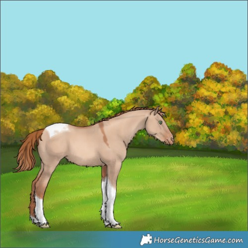 Horse Color:Gold Champagne Dun Tobiano Varnish 