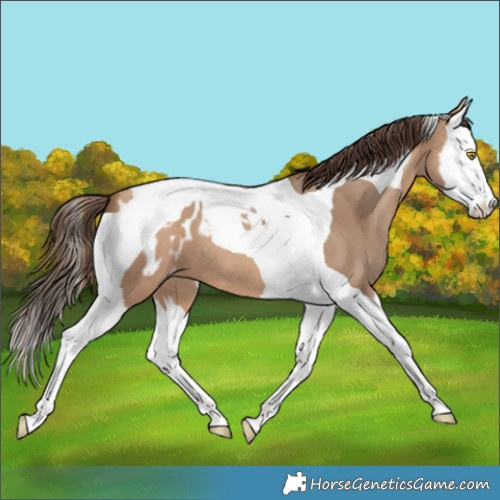 Horse Color:Amber Champagne Splash Tobiano Appaloosa 
