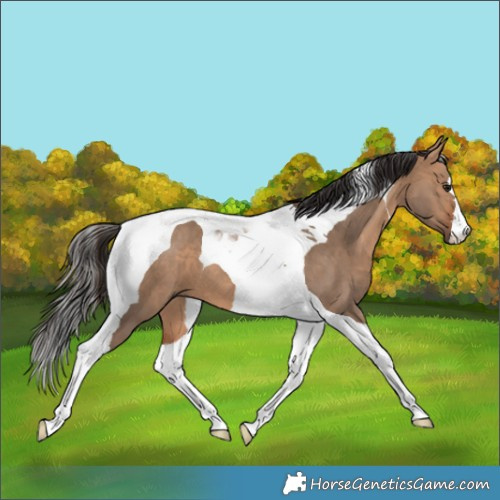 Horse Color:Bay Dun Tobiano 