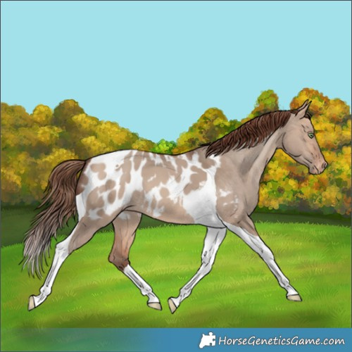 Horse Color:Amber Champagne Dun Tobiano Near Leopard 