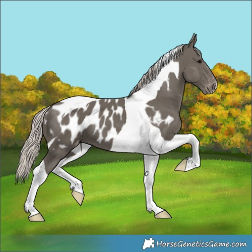 Horse Color:Silver Black Tobiano Appaloosa