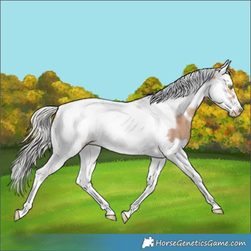 Horse Color:Silver Sable Champagne Splash Tobiano Frame Varnish 