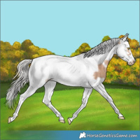 Horse Color:Silver Sable Champagne Splash Tobiano Frame Varnish 