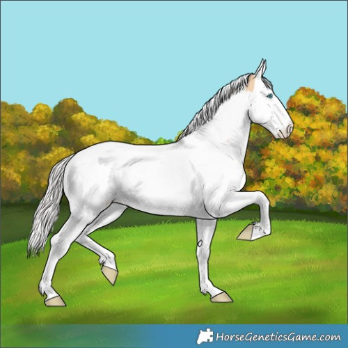 Horse Color:Silver Amber Champagne Dun Splash Tobiano Appaloosa 