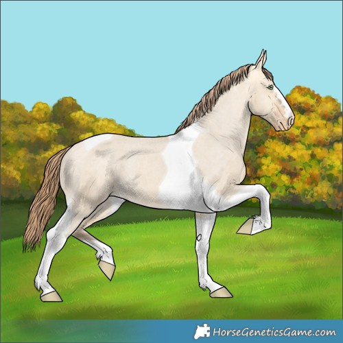Horse Color:Amber Cream Champagne Dun Tobiano Appaloosa 