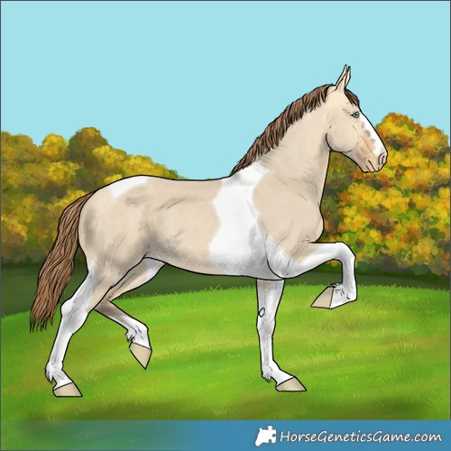Horse Color:Amber Cream Champagne Dun Tobiano Appaloosa 