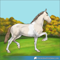 Horse Color:Amber Cream Champagne Dun Tobiano Varnish 