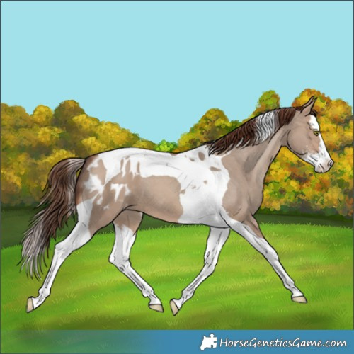 Horse Color:Sable Champagne Dun Sabino Splash Tobiano Appaloosa 