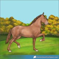 Horse Color:Gold Champagne Rabicano