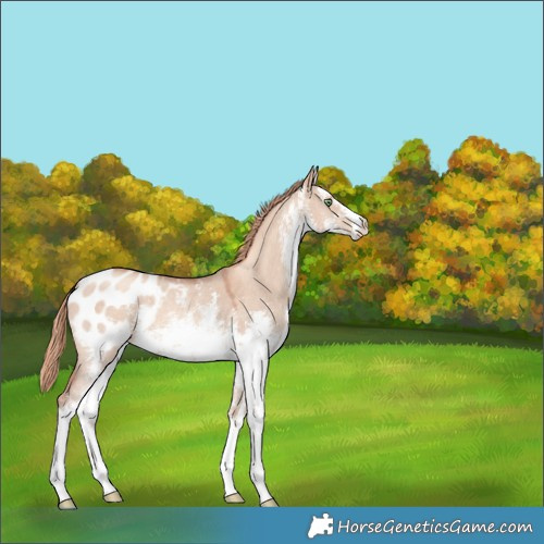 Horse Color:White Spotted Gold Champagne Dun Sabino Appaloosa 